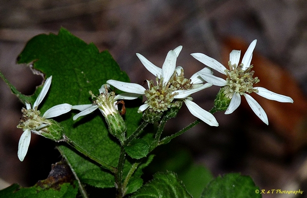 {Eurybia divaricata}